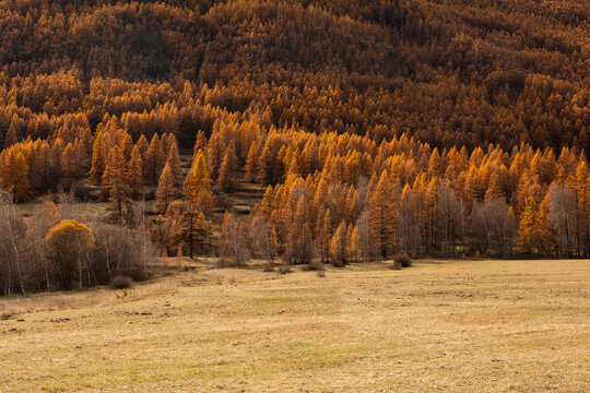 Paysage automnal avec une for&ecirc;t de sapins brun orang&eacute; et un pr&eacute; en partie inf&eacute;rieure de l'image, vue de face