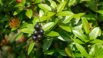 Close up of black Ashoka flower seeds. Copy space for text. For banners, 3D rendering and graphic design