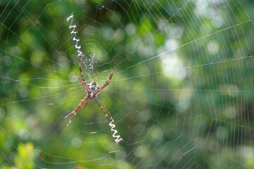 Close up of a spider stuck in a spider web. Spider waiting for prey. Copy space for text. For banners, 3D rendering and graphic design