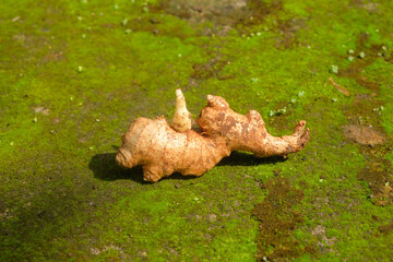Close up of ginger rhizome shoots in the field. Agricultural industry concept. For banners, 3D rendering and graphic design