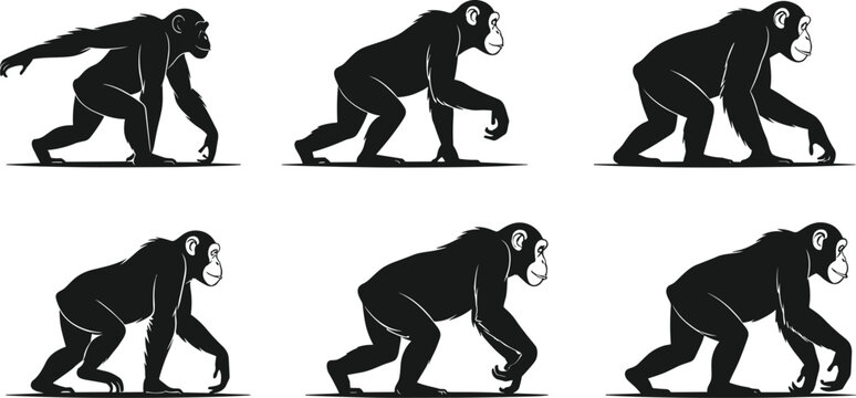 Chimpanzee walking silhouette icons set, black vector animal shapes, motion sequence, quadrupedal gait, wildlife movement study, isolated on white background