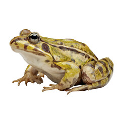 Naklejka premium Green frog amphibian animal standing on transparent background