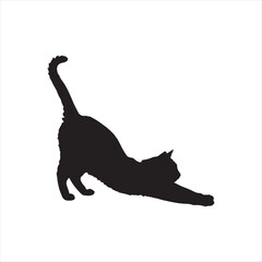cat on white background