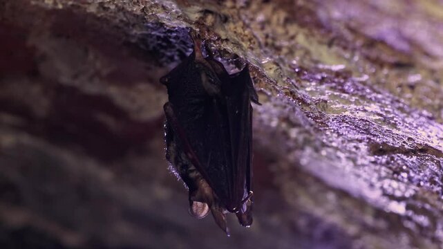 Close up strange animal Greater mouse-eared bat (Myotis myotis) hanging upside down on top of cold brick arched cellar waking up by shaking for warm up and looking around just after hibernation.