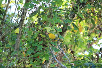 Oriole bird on tree in natural habitat in forest, Thailand