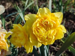 Blooming narcissus flower on sunny spring day. Varietal flower of narcissus variety Dick Wilden. Many yellow petals collected in inflorescence on green stem with leaves growing in flower bed
