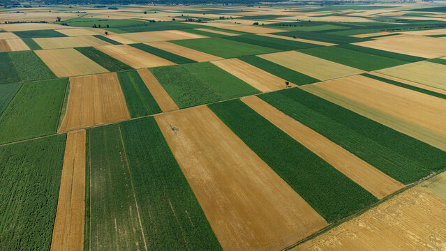 Aerial view of a patchwork of earth unfolds in neat rectangles of golden and green fields, divided by subtle pathways, Topolje, Osijek-Baranja County, Croatia.
