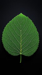 Obraz premium A detailed macro photograph showcases the delicate network of veins on a single green leaf set against a dark, contrasting background.