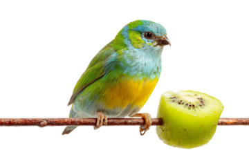 Wooden Bird Fruit Skewer for Cage or Play Area isolated on transparent background