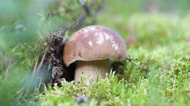 edible wild noble young boletus mushroom growth in pine forest around green moss. close up