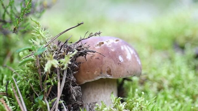 edible wild noble young boletus mushroom growth in pine forest around green moss. close up