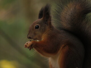 Red squirrel Close-up eating a hazelnut with muted green and brown background.