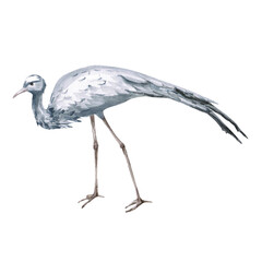 A walking African grey crane from the side. Isolated watercolor illustration of the bird for use in travel brochures,product design, apparel printing, corporate branding, and interior design.