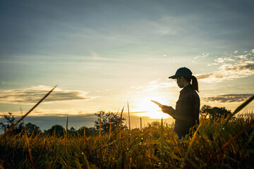 Silhouette of Asian woman farmer in yellow paddy rice field under warm sunrise sunlight and works with digital tablet. Smart farming and digital agriculture. © Pituk