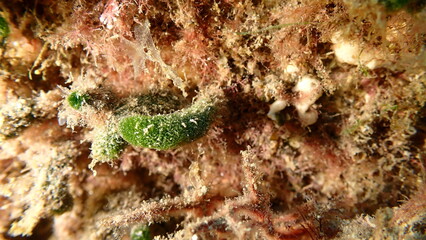 Green algae Dasycladus vermicularis close-up undersea, Ligurian Sea, Italy, Imperia
