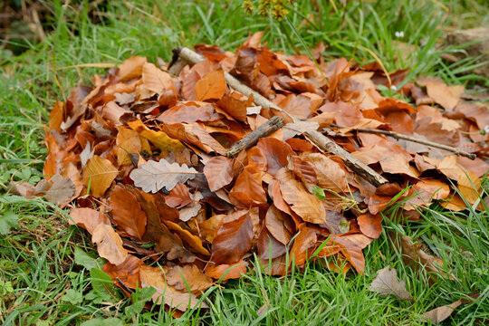 Feuilles mortes de h&ecirc;tre et de ch&ecirc;ne utilis&eacute;es en paillage, recouvrent une plante g&eacute;live dans un jardin