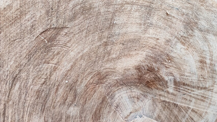 Detailed texture of a light oak tree stump with visible growth rings.