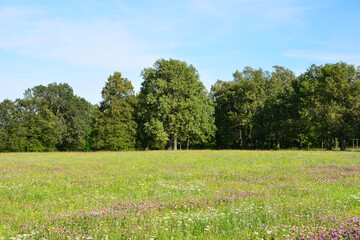Lush Green Meadow covered with clover flowers with Distant Forest and Blue Sky