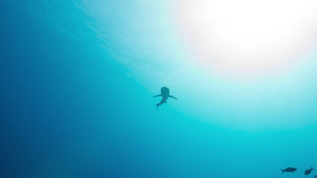 A Grey Reef Shark circles the viewer above a remote coral reef