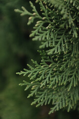 Vibrant green, scale-like foliage of a thriving Arborvitae Thuja conifer. Close-up detail of dense, textured, evergreen leaves suitable for gardening, nature, or landscaping themes.