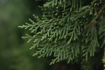 Vibrant green, scale-like foliage of a thriving Arborvitae Thuja conifer. Close-up detail of dense, textured, evergreen leaves suitable for gardening, nature, or landscaping themes.