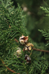 Vibrant green, scale-like foliage of a thriving Arborvitae Thuja conifer. Close-up detail of dense, textured, evergreen leaves suitable for gardening, nature, or landscaping themes.