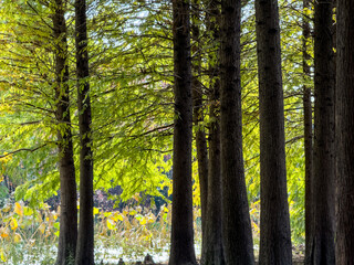Naklejka premium Tranquil Forest Scene with Lush Greenery and Tall Trees in Autumn Light