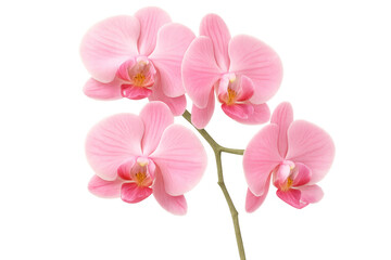 Fototapeta premium Pink orchid flowers blooming on a branch, showcasing delicate petals and natural beauty, ready for design integration