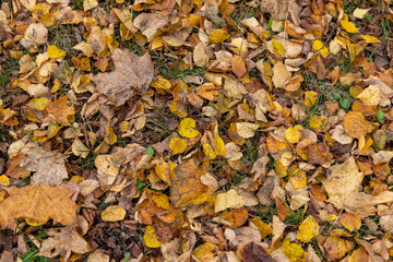 yellow dry maple foliage lying on the ground during leaf fall, late autumn in the park in cloudy weather, maple foliage falling to the ground