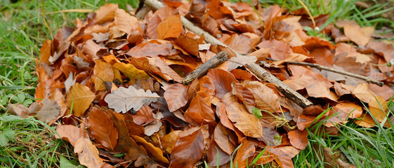 Feuilles mortes de hêtre et de chêne utilisées en paillage, recouvrent une plante gélive dans un jardin, format bannière