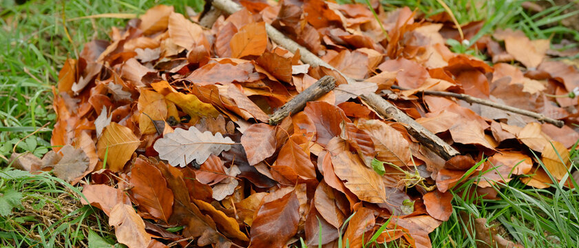 Feuilles mortes de h&ecirc;tre et de ch&ecirc;ne utilis&eacute;es en paillage, recouvrent une plante g&eacute;live dans un jardin, format banni&egrave;re
