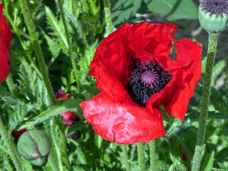 Papaver Orientale