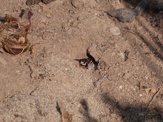 Bienenwolf auf Nahrungssuche