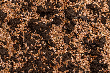 the details of the fertile soil with the addition of ripe flax seeds to obtain a new crop, small brown flax seeds scattered on brown soil in the field to harvest flax for industrial use