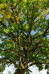 yellow oak foliage in sunny autumn weather, beautiful oak with colorful foliage and blue sky in autumn