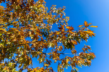 autumn bright yellowing foliage of an oak tree in the autumn season, bright sunny weather in the park with beautiful yellow leaves on oak branches , against a clear blue sky
