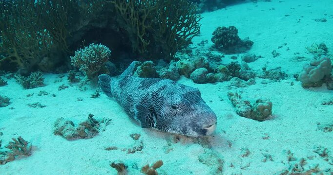 Map Pufferfish (Arothron mappa) hunting for food on a healthy coral reef. The Shar fish lay down on the sandy bottom., close up. Undersea life, seabed exploring, marine ecosystem, undersea nature.