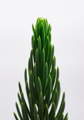 Close Up Of Vibrant Christmas Conifer Tip