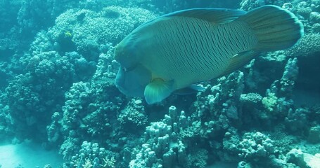 A large Napoleon Wrasse hunting for food on a healthy coral reef. Cheilinus undulatus Napoleon fish swimming underwater, close up. Undersea life, seabed exploring, marine ecosystem, undersea nature. - Powered by Adobe