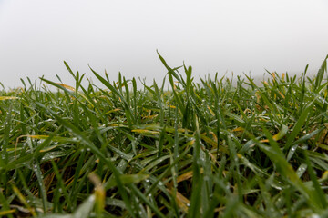 wet green wheat at the beginning of winter, frost-resistant shoots of green wheat covered with dew drops in December in fog , cloudy gray sky with clouds