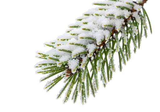 Snow covered pine needle branch close up frost on green needle on transparent background - Powered by Adobe