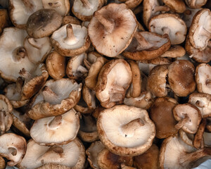 Fresh raw Shiitake mushrooms on a greengrocer stall at a food market