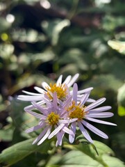 pale wild chrysanthemum flower, endemic Japanese variety, modest and delicate flower blooming in the wild