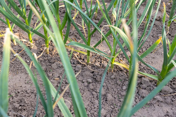 green garlic in an agricultural field, dry summer weather with dry soil, the need for care and watering of green garlic