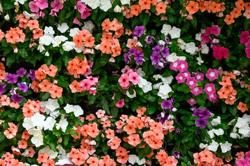 Naklejka premium Colourful flowers Impatiens (Busy Lizzies) in a bedding display in a garden