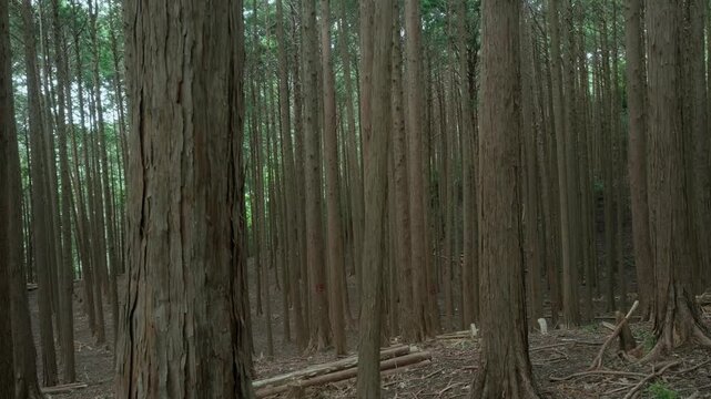 Japanese Cypress Plantation Forest &ndash; Smooth Drone Flight Through Hinoki Woods (4K_24fps)
