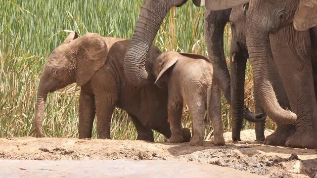 two elephant babies play with each other high-spirited and watched by adults 074
