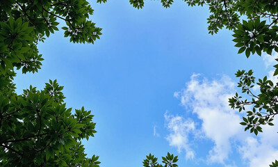 Fototapeta premium Tree crowns and blue sky. Green treetops frame the sky and clouds. View from below.