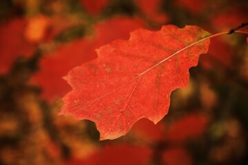 Forest. Quercus rubra leaf. Autumn.