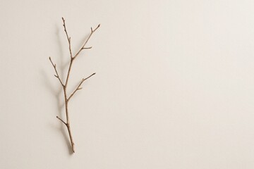 Minimalist dried twig with soft shadow on off-white background and empty space for text, zen inspired neutral composition for calm nature and simplicity visuals